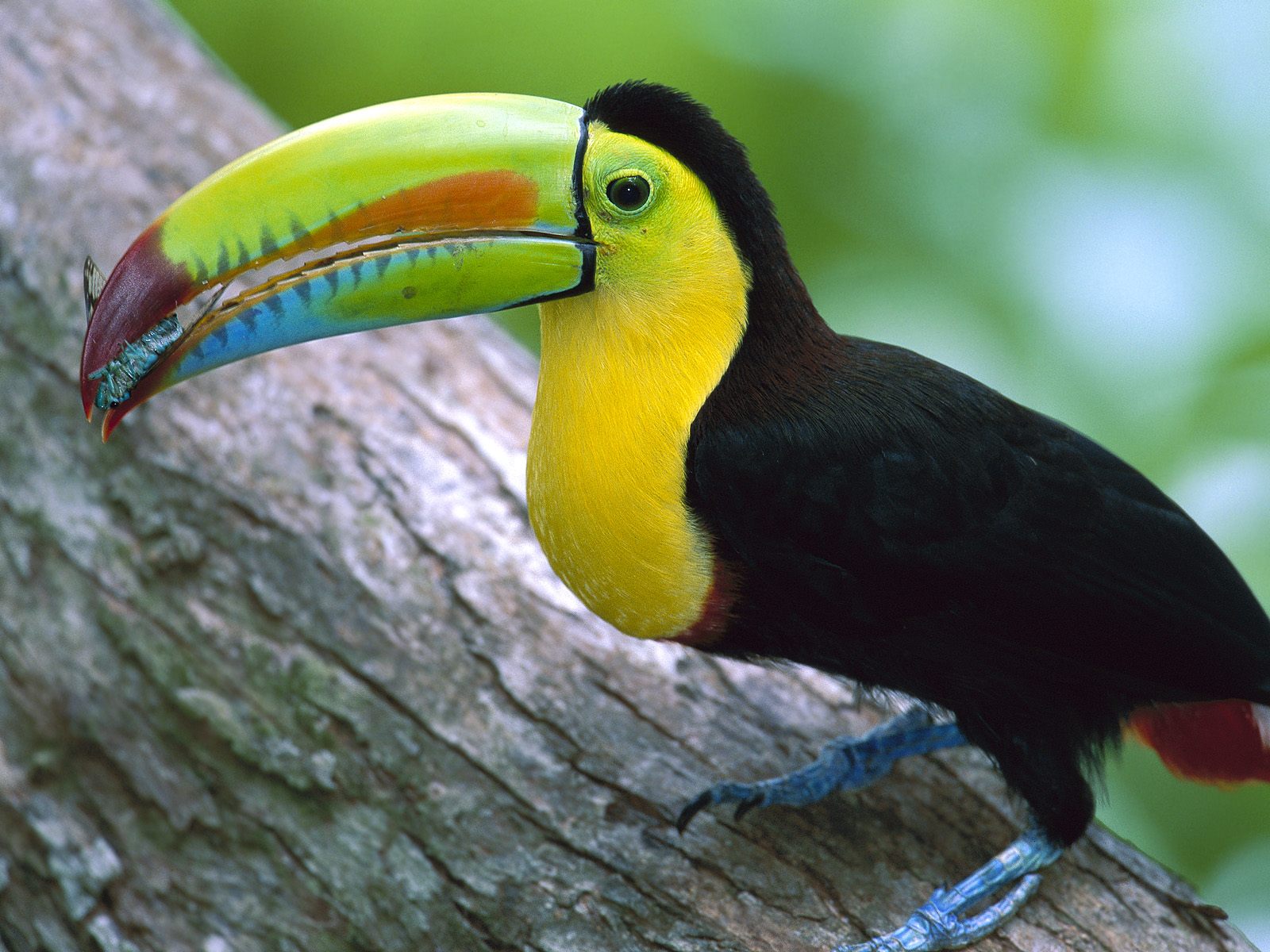 Kell Billed Toucan Panama190078399